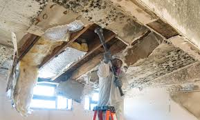 Why You Should Choose Our Mold Remediation Services in West Wareham, MA